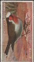 The cigarette cards in the set are : 1 Blackbird 2 Blackcap 3 Bullfinch 4 Chaffinch 5 Cormorant 6 Corn-crake 7 Cuckoo 8 Curlew 9 Golden Eagle 10 Spotted Flycatcher 11 Goldcrest 12 Goldfinch 13 Red Grouse 14 Guillemot 15 Common Gull 16 Sparrow Hawk 17 Jackdaw 18 Kestrel 19 Kingfisher 20 Lapwing 21 Linnet 22 Magpie 23 Moorhen 24 Nightingale 25 Nightjar 26 Barn Owl 27 Oyster Catcher 28 Wood Pigeon 29 Tree Pipit 30 Razorbill 31 RingOusel 32 Robin 33 Rook 34 Common Sandpiper 35 Red Backed Shrike 36 Skylark 37 Hedge Sparrow 38 Tree Sparrow 39 Starling 40 Stonechat 41 Swallow 42 Common Tern 43 Song Thrush 44 Blue Tit 45 Pied Wagtail 46 Reed Warbler 47 Whitethroat 48 Great Spotted Wood Pecker 49 Wren 50 Yellow Hammer