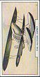 The Full list of cigarette cards is : 1 Short R.24/31 2 Short Singapore III 3 Supermarine Seagull V 4 Boulton & Paul Overstrand 5 Fairey Hendon 6 De Havilland Ddragon Six 7 De Havilland Comet 8 De Havilland Express Air Liner 9 Westland-Hill Pterodactyl V 10 Monospar St. 11 11 Percival Mew Gull 12 Fairey Fox 13 The Armstrong Whitworth XV 14 Armstrong Whitworth Scimitar 15 Hawker Super-Fury 16 Handley Page Heyford 17 Percival Gull 18 Airspeed Courier 19 Saro Cloud 20 Hawker Hart 21 Avro Tutor 22 Avro Commodore 23 Airspeed Envoy 24 Vickers Vildebeest 25 Blackburn Shark 26 British Klemm Eagle 27 Avro 642 28 Gloster Gauntlet 29 Miles Hawk-Major 30 De Havilland Leopard Moth 31 Handley Page 42 32 Vickers Vellox 33 Bristol Bulldog IV 34 Hawker Osprey 35 Blackburn Perth 36 C 30 Autogiro 37 Hawker Nimrod 38 Supermarine Scapa 39 Westland Wallace 40 Spartan Cruiser 41 Fairey Seal 42 Martin Bomber 43 Wibault 28T 44 Douglas DC-2 45 Heinkel He. 71 46 Fokker F. XXXVI 47 Junkers Ju. 52 48 Breguet 27 49 Macchi-Castoldi 72 50 Boeing 247D 51 Sikorsky S. 42 52 Savoia-Marchetti 53 Dornier Wal 54 Curtiss Hawk