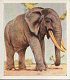 1 Striped Hyena 2 Indian Rhinoceros 3 Lion 4 Tiger 5 Common Eland 6 Northern Fur Seal 7 Elk or Moose 8 Caracal 9 Reindeer 10 Camel 11 Polar Bear 12 Muscat Gazelle 13 Indian Wild Boar 14 Elephant 15 Cape Buffalo 16 Hippopotamus 17 Chamois 18 Fox 19 Walrus 20 Common Otter 21 Burchell's Zebra 22 Tasmanian Devil 23 Puma 24 Guenon 25 Red Kangaroo 26 Cheeta 27 Clouded Leopard 28 Badger 29 Black-Backed Jackal 30 Mandrill 