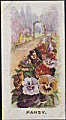 The cigarette cards in the set are : Aster, Clove Carnation, Canterbury Bell, Cabbage Rose, Chrysanthemum, Cornflower, Daffodil, Dahlia, Forget-Me-Not, Foxglove, Gladiolus, Hollyhock, Iris, Lupin, Nasturtium, Pansy, Paeony, Polyanthus, Sweet William, Stock, Snapdragon, Sunflower, Tritoma, Tulip and Wallflower.