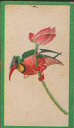Full Images will open in a new window to return to cigartte cards catalogue close window 