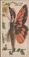 Full Images will open in a new window to return to cigartte cards catalogue close window 