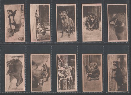 Zoological Studies 1928 very good condition but just a few cigarette cards have slight stains on back side Some of the animals feature are Orang-utan, Tigers, Gorilla, Kangaroo, Camel, Brazilian tapir ,chimpanzee, Elephant, Leopard,&nbsp; Puma, Rhinoceros, Hippopotamus, Lion, Jaguar, .Bear, and etc.