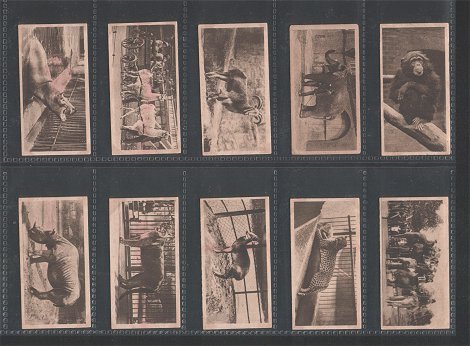 oological Studies 1928 very good condition but just a few cigarette cards have slight stains on back side Some of the animals feature are Orang-utan, Tigers, Gorilla, Kangaroo, Camel, Brazilian tapir ,chimpanzee, Elephant, Leopard,&nbsp; Puma, Rhinoceros, Hippopotamus, Lion, Jaguar, .Bear, and etc.