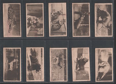 oological Studies 1928 very good condition but just a few cigarette cards have slight stains on back side Some of the animals feature are Orang-utan, Tigers, Gorilla, Kangaroo, Camel, Brazilian tapir ,chimpanzee, Elephant, Leopard,&nbsp; Puma, Rhinoceros, Hippopotamus, Lion, Jaguar, .Bear, and etc.