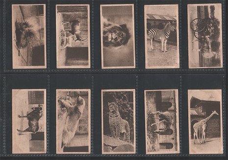 oological Studies 1928 very good condition but just a few cigarette cards have slight stains on back side Some of the animals feature are Orang-utan, Tigers, Gorilla, Kangaroo, Camel, Brazilian tapir ,chimpanzee, Elephant, Leopard,&nbsp; Puma, Rhinoceros, Hippopotamus, Lion, Jaguar, .Bear, and etc.