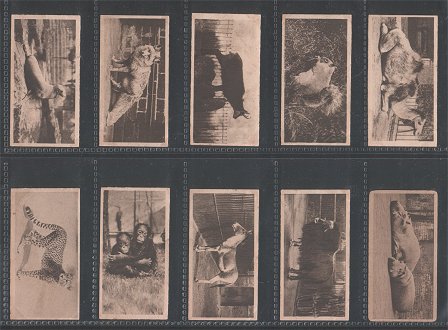 oological Studies 1928 very good condition but just a few cigarette cards have slight stains on back side Some of the animals feature are Orang-utan, Tigers, Gorilla, Kangaroo, Camel, Brazilian tapir ,chimpanzee, Elephant, Leopard,&nbsp; Puma, Rhinoceros, Hippopotamus, Lion, Jaguar, .Bear, and etc.