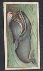  Original Cigarette set of 25 standard size  Cards issued by the B.A.T  . in 1930  on the topic of this set is Whaling. The cigarette cards in the set are  drawn pictures. Which show images of  : A Sperm Whale, The Look-Out, The Whale Boat  , Lancing, Towing-In, , Sharks Round a Dead Whale, 'Gamming', A Harpoon Gun, Whaling Tools, A 'School' of Whales,   The 'Truelove', The 'Diana', The 'Kathleen', Modern Whaling Ship and more Printed on the  backs of the cards  is information related to each image 