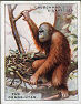 Some of the cigarette cards in the set are: Beaver, Marsh Crocodiles, Millipedes, Moles, Harvest Mouse, Orang-Utan, Sand Mason Worm, Gardener Bower Bird, Oven Birds, Tailor Bird, Baya Weaver Bird, Flamingos, Hornbill, Coral-polyps, Rainbow Fish, Fifteen Spined Stickleback, Venus Flower Baskets, Leaf Cutting Bees, Caterpillars of the Lackey Moth, Psyche Moths, Basilica Spider, The Fairy Lamp Making Spider, The Trap-Door Spider, Termites and Tree Wasps.