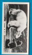 The cigarette cards in the set include Wombat, Kangaroo, Hippopotamus, Axis Deer, Chimpanzee, Camel, Polar Bear, Lion Tiger, Elephant, Wolf, Zebra, Bison, Flamingo, Crane, Emu, Dingo, Wallaby, Llama, Cattle, and etc 