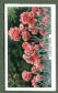 The cigarette cards in the set are: Narcissus, Cornflowers, Antirrhinum, Zinnia, Apple Blossom, Polyanthus, African Marigolds, Gladiolus, Californian Poppy, Single Pinks, Delphinium, Paeonies, Fritillary, Carnations, Hollyhocks, Tulips, Heliophila, Hemerocallis, Ursinia, Anemone Japonica, Nasturtiums, Swan River Daises, Lupines, Gazania, Foxgloves, Anemones, Snowdrops, Water Lilies, Iris, Canterbury Bells, Layia, Pansies, Roses, Poppies, Sweet Williams, Geum, Red Hot Pokers, Sunflowers, Daffodils, Coreopsis, Hyacinths, Phlox, Lychis, Geraniums, Stocks, Crocus, Polyantha Roses & Clematis.