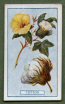 Images will open in a new window to return to cigartte cards catalogue close window