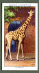 The cigarette cards in the set include: Polar Bears, American Bison, Arabian Camel, Chimpanzees, Crocodile, Elephants, Giraffe, Hippopotamus, Leopard, Lion, Llama, Ostrich, Peacock, Penguins, Puma, Rhinoceros, Malayan Tapir, Tortoise, Toucan, Wallabies, Wolves, Zebra, Flamingo 