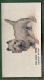 The cigarette cards in the set are: Afghan Hound,Alsatian,Rough Coated Basset Hound,Beagle,Bloodhound,Borzoi,Bulldog,Chow Chow,Collie Rough Coated,Dachshund,Deerhound,Elkhound,Foxhound,Great Dane,Greyhound,Harrier,Irish Wolfhound,Mastiff,Newfoundland,Otterhound,Papillon,Pekingese,Pointer,, Flat Coated Retriever,Golden Retriever,Labrador Retriever,St Bernard Rough Coated,Saluki,English Setter,Gordon Setter,Irish Setter,Clumber Spaniel,Cocker Spaniel,Field Spaniel,King Charles Spaniel,English Springer Spaniel,Welsh Springer Spaniel,, Airedale Terrier,Bedlington Terrier,Bull Terrier,Cairn Terrier,Dandie Dinmont Terrier,Fox Terrier,Wire Haired Fox Terrier,Irish Terrier,Kerry Blue Terrier,Scottish Terrier,Sealyham Terrier,West Highland White Terrier,Whippet,,