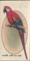 The cigarette card in the set are; 1 Norwich Canary (Plainhead) 2 Dark Crested Norwich Canary 3 Clear Crest-Bred Canary 4 Yorkshire Canary 5 White Yorkshire Canary (Even-marked) 6 Yellow Cinnamon Canary 7 Border Fancy Canary 8 Green Canary (Self Yellow Green Border Fancy) 9 Lizard Canary (Gold Clear Cap) 10 Dutch Frill Canary 11 Scots Fancy Canary 12 Lancashire Canary (Coppy) 13 London Fancy Canary 14 Goldfinch-Canary Mule (dark) 15 Bullfinch-Canary Mule (dark) 16 Greenfinch-Canary Mule (light) 17 Greenfinch-Bullfinch Hybrid 18 Goldfinch-Bullfinch Hybrid 19 Redpoll-Bullfinch Hybrid 20 Green Budgerigar 21 Blue Budgerigar 22 Yellow Budgerigar 23 Mauve Greywing Budgerigar 24 African Grey Parrot 25 Indian Ring-Necked Parrakeet 26 Blue-Fronted Amazon Parrot 27 Red-Collared Lorikeet 28 Swainson's Lorikeet 29 Rosy- or Peach-Faced Love-Bird 30 Red and Blue Macaw 31 Rose-Crested Cockatoo 32 Red-Headed Gouldian Finch 33 Black-Headed Gouldian Finch 34 Zebra Finch 35 Green Avadavat 36 Superb Tanager 37 Australian Crimson Finch 38 Napoleon Weaver-Bird 39 Orange-Cheeked Waxbill 40 Java Sparrow 41 Virginian Cardinal 42 Ribbon or Cut-Throat Finch 43 Violet-Eared Waxbill 44 Yellow-Rumped Finch 45 Green Singing Finch 46 Black-Headed Siskin 47 Nonpareil (Pintailed) Grass Finch 48 Nonpareil Bunting 49 Diamond Finch 50 Parrot Finch