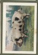  Images will open in a new window to return to cigartte cards catalogue close window 