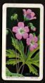 To return to cigarette cards catalogue close this window