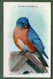 To return to cigarette cards catalogue close this window