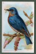 To return to cigarette cards catalogue close this window