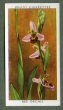 The cigarette cards in the set is : Wood Anemone, Water Crowfoot, Goldilocks, Yellow Water-Lily, Water Lily, Common Fumitory, Wallflower, Rock Rose, Rock-Rose, Heath Milkwort, Maiden Pink, Purple Clover, Bird's-Foot Trefoil, Meadow-Sweet, Barren Strawberry, Agrimony, Bramble, Purple Loosestrife, Enchanter's Nightshade, Wall Pennywort, Hedge Parsley, Lady's Bedstraw, Teasel, Butterbur, Ox-Eye Daisy, Carline Thistle, Dandelion, Harebell, Common Heath, Cross-Leaved Heath, Centaury, Felwort, Buckbean, Comfrey, Viper's Bugloss, Great Mullein, Foxglove, Ivy-Leaved Toadflax, Yellow Rattle, Eyebright, Wild Thyme, Self-Heal, Hedge Woundwort, Bugle, Rock Sea-Lavender, Sorrel, Spotted Persicaria, Sun Spurge, Arrowhead, Bog Asphodel, Fragrant Orchis & Bee Orchis
