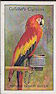 The cigarette cards in the set are: Nonpareil Bunting from North America, Silent Tanager from the Amazons, Blue and Yellow Tanager from South Brazil, Blue Touracou from Uganda, Blue-Throated Warbler from China, Amadavat from India, Black-Collared Barbet from Portuguese East Africa, Madagascar Weaver-Bird, Common Peafowl White Variety from India, Bengal Pitta from India, Pileated Jay from Cordova in Argentine, Red-Cheeked Scimitar Babbler from India, Violet Tanager from Brazil, Yellow-Winged Sugar-Bird in South America, Blue-Beaked Weaver-Bird West, Africa, Orange Weaver-Bird from North East Africa, Green Magpie from Sikkim in North India, Violaceous Plantain-Eater from West Africa, Amherst Pheasant from China, Budgerigar from Australia, Taha Weaver-Bird from South Africa, Tawny Frogmouth form Australia, Indian White-Eye from India, Red and Yellow Macaw from South America, Himalayan Monaul, Red-Crested Cardinal, Isabelline Shrike, Fairy Blue Bird, Mexican Thrush Robin, Brazilian Hangnest, Solitary Cuckoo in Uganda, White-Capped Tanager from Argentine, Sulphur-Breasted Toucan from Mexico, Crimson-Breasted Barbet from India, Red-Vented Bulbul from India, Great Indian Hornbill from India, Golden-Fronted Fruit-Sucker, Racket-Tailed Drongo from India, Guira Cuckoo from Para, Victorian Crowned Pigeon from Island of Jobie. 