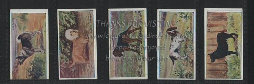 Dogs 1923 beautiful colourful set of 25 cigarette cards, near mint