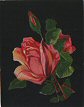 Full Images will open in a new window to return to catalogue close window 