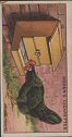 The cigarette cards in the set are; The Transit of Day-Old Chicks, How to Make a Nest for a Sitting Hen, Fireless Brooder, Ventilation for Poultry Houses, Small Intensive House, Pegging Poultry Wire, Stretching Wire Netting, Gate and Fasteners for Poultry Run, Preparing Soft Food, Trap Nests, Testing Eggs for Fertility, Grit and Shell Box, Hospital for Poultry, Scratching Sheds, Sitting a Broody Hen, Dust Bath, Protecting the Sitting Hen From Rats, Scaly Legs, Cockerel or Pullet? Hopper Feeding, Chicken Water Fountain, Gapes, Fattening Coops, Chicken Lice, and The Sleigh House.