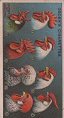  Images will open in a new window to return to cigartte cards catalogue close window 