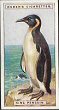 The cigarette cards in the set are: 1 Albatross 2 Crimson-breasted Barbet 3 Bee-eater 4 Red-winged Blackbird 5 Bluebird 6 Lazuli Bunting 7 Turkey-buzzard 8 Cardinal 9 Cock-of-the-rock 10 Crowned Crane 11 Emerald Cuckoo 12 King Eider-duck 13 Mandarin-duck 14 Bald Eagle 15 Purple Finch 16 Flamingo 17 Great Frigate-Bird 18 Purple Gallinule 19 American Goldfinch 20 Blue Grosbeak 21 Rose-breasted Grosbeak 22 Ruffed Grouse 23 American Sparrow-Hawk 24 Hoopoe 25 Great Pied Hornbill 26 Ruby-throated Humming-bird 27 Lanceolated Jay 28 Laughing Kingfisher 29 Ruby-crowned Kinglet 30 Himalayan Monal 31 Red-bearded Motmot 32 Bullock's Oriole 33 King Penguin 34 Golden Pigeon 35 Violet Plantain-eater 36 Valley Quail 37 Indian Roller 38 Crested Screamer 39 Glossy Starling 40 Adjutant Stork 41 Scarlet Tanager 42 Western Tanager 43 Varied Thrush 44 Green Tody 45 Toco Toucan 46 Hooded Warbler 47 Red-faced Warbler 48 Yellow Warbler 49 Weaver-bird 50 Red-headed Woodpecker