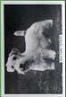 The cigarette cards in the set are;  : Irish Setter,Bull Terrier Puppies,Welsh Springer,English Setter Puppies,Sealyham Terrier,Cocker Spaniel Puppies,Griffons,Clumber Spaniel with Puppies,Great Dane,Pug Puppies,Lakeland Terriers,Pekingese,Chow,Saluki Puppies,Bull Terriers,Corgi Puppies,, Airdale,Poodles,West Highland Terrier,Bedlington Terrier,Springer Spaniel,Border Terriers,Bobtail Sheepdogs,Corgi,Wire-Haired Fox Terrier,Dachshund with Puppies,Irish Water Spaniel,Dandie Dinmont Terriers,Alsatian,French Bulldog,Chow Puppies,Borzois,, Mastiff Puppies,Norwich Terrier,Dalmatian Puppies,Skye Terriers,Smooth Fox Terrier Puppies,Golden Retrievers,Great Dane Puppies,Irish Terrier,Bulldog Puppies,Dalmatian,Bobtail Sheepdog Puppy,Labrador Retrievers,Cairn Terriers,Pomeranians,Welsh Terriers,, Gordon Setter, 