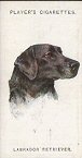 Full list: Alsatian Wolf Dog, Basset Hound, Beagle, Bloodhound, Borzoi, Bulldog, Chow Chow, Scottish Collie, Dachshund, Dalmatian, Deerhound, Elkhound, Eskimo, Foxhound, Great Dane, Greyhound, Mastiff, Newfoundland, Otter Hound, Pekinese, Pointer, Pomeranian, Pug, Golden Retreiver, Labrador Retriever, St Benard, Saluki, English Setter, Gordon or Black and Tan Setter, Irish Setter, Old English Sheep Dog, Clumber Spaniel, Cocker Spaniel, Field Spaniel, Irish Water Spaniel, King Charles Spaniel, Airedale Terrier, Bull Terrier, Cairn Terrier, Dandy Dinmont Terrier, Smooth Fox Terrier, Fox Terrier, Irish Terrier, Kerry Blue Terrier, Sealyham Terrier, Scottish Terrier, Skye Terrier, Welsh Terrier, West Highland White Terrier, Irish Wolfhound.