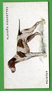 The cigarette cards in the set are: Afghan Hound,Alsatian,Rough Coated Basset Hound,Beagle,Bloodhound,Borzoi,Bulldog,Chow Chow,Collie Rough Coated,Dachshund,Deerhound,Elkhound,Foxhound,Great Dane,Greyhound,Harrier,Irish Wolfhound,Mastiff,Newfoundland,Otterhound,Papillon,Pekingese,Pointer,, Flat Coated Retriever,Golden Retriever,Labrador Retriever,St Bernard Rough Coated,Saluki,English Setter,Gordon Setter,Irish Setter,Clumber Spaniel,Cocker Spaniel,Field Spaniel,King Charles Spaniel,English Springer Spaniel,Welsh Springer Spaniel,, Airedale Terrier,Bedlington Terrier,Bull Terrier,Cairn Terrier,Dandie Dinmont Terrier,Fox Terrier,Wire Haired Fox Terrier,Irish Terrier,Kerry Blue Terrier,Scottish Terrier,Sealyham Terrier,West Highland White Terrier,Whippet,,