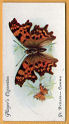  Images will open in a new window to return to cigartte cards catalogue close window 