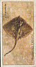 The full set of  cigarette cards is:1. Porbeagle 2 Basking Shark 3 Thresher Shark 4 Lesser-Spotted Dog-Fish 5 Tope 6 Spur Dog-Fish 7 Monk-Fish 8 Thornback Ray 9 Blonde 10 Herring 11 Sprat 12 Pilchard 13 Anchovy 14 Conger Eel 15 Gar-Fish 16 Hake 17 Cod 18 Haddock 19 Pouting 20 Whiting 21 Pollack 22 Ling 23 Opah 24 John Dory 25 Horse Mackerel 26 Red Mullet 27 Sea Bream 28 Black Bream 29 Cuckoo Wrasse 30 Corkwing Wrasse 31 Greater Weever-Fish 32 Mackerel 33 Tunny 34 Common Goby 35 Dragonet 36 Tom-Pot Blenny or Gattorugine 37 Cat-Fish 38 Norway Haddock 39 Grey Gurnard 40 Father-Lasher 41 Lump Sucker 42 Turbot 43 Brill 44 Halibut 45 Dab 46 Plaice 47 Lemon Sole 48 Common Sole 49 Sun-Fish 50 Angler 