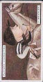 The cigarette cards in the set are: 1 John Randolph Anthony 2 George Archibald 3 Michael Beary 4 Harry Beasley 5 Jack Beasley 6 Henry Bryan Bletsoe 7 John Joseph Brennan 8 Frank Bullock 9 B. Carslake 10 Joseph Childs 11 Edgar Crickmere 12 Steve Donoghue 13 George Duller 14 Edward Charles Elliott 15 John Edward Evans 16 Fred Fox 17 Edward Victor Gardner 18 Robert Gordon 19 Hector Gray 20 James Hogan, Jr. 21 Stafford Ingham 22 G. Hulme 23 Herbert Jones 24 Robert Anjial Jones 25 Fred Lane 26 William Charles Lister 27 William Henry McLachlan 28 Ernest Edward Morris 29 Edwin George Piper 30 Frederick Brychan Rees 31 Lewis Bilbee Rees 32 Kenneth Douglas Robertson 33 Joseph Shatwell 34 Charles Smirke 35 Victor Smyth 36 Jack Townsend 37 Robert Trudgill 38 Thomas Weston 39 Albert Whalley 40 Harry Wragg 