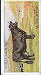  Images will open in a new window to return to cigartte cards catalogue close window 
