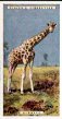 The cigarette cards in the list are: 1 American Alligator 2 Alpaca 3 Klipspringer Antelope 4 Sable Antelope 5 Sing-Sing Antelope or Waterbuck 6 Apteryx or Kiwi 7 Polar Bear 8 American Bison 9 Indian Water Buffalo 10 Arabian Camel 11 Bactrian Camel 12 Cassowary 13 Chameleon 14 Crested Eagle 15 African Sea-Eagle 16 Echidna 17 Eland 18 Asiatic Elephant 19 Emeu 20 Giraffe 21 White-Tailed Gnu 22 Gorilla 23 Hippopotamus 24 Great Kangaroo 25 Black Leopard 26 Snow Leopard or Ounce 27 Lion 28 Steller's Sea Lion 29 Llama 30 Japanese Monkey 31 Proboscis Monkey 32 Macaques 33 Great Eagle-Owl 34 Indian Ox or Zebu 35 Crested Pelican 36 White Pelican 37 King-Penguins 38 Duckbilled-Platypus 39 Pumas 40 Rhea 41 Indian Rhinoceros 42 Common Seal 43 Brazilian Tapir 44 Malayan Tapir 45 Tiger 46 Griffon Vulture 47 Bennett's Walaby 48 Wapiti 49 Yak 50 Mountain Zebra
