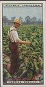 The cigarette cards in the set are: 1 Home of Virginia Planter. 2 Examining Tobacco Plant Bed. 3 Removing Tobacco Plants from Bed. 4 Transplanting Tobacco. 5 Cultivating Tobacco. 6 Topping Tobacco. 7 Ripe Tobacco Ready for Cutting. 8 Harvesting Tobacco. 9 Harvesting Tobacco. 10 Tobacco Curing Barns. 11 Delivering Tobacco at Curing Barn. 12 Farmer Unloading Tobacco at Sales Warhouse. 13 Tobacco Sales Warehouse. 14 Unloading Tobacco at an I.T.C. Factory. 15 Receiving and Re-weighing Purchases. 16 Sorting Tobacco. 17 Hand Stemming Room. 18 Tobacco Stemming Machines. 19 Hanging Leaf Tobacco on Sticks. 20 Feed End of Drying Machine. 21 Delivery End of Drying Machine. 22 Uncasing Prized Tobacco for Examination. 23 Loading Tobacco at Norfolk, Virginia. 24 A Cutting Room. 25 A Cigarette Machine Room