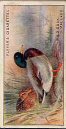 Subjects  in the set are :: Black Game, Capercaillie, Curlew, Eider Duck, Long Tailed Duck, Pintail Duck, Scaup Duck, Tufted Duck, Wild Duck or Mallard, King Eider, Gadwall, Garganey, Golden Eye, Goosander, Bean Goose, Bernacle Goose, Brent Goose, Grey Lag Goose, Pink Footed Goose, Snow Goose, White Fronted Goose, Red Grouse, Lapwing, Hooded Merganser, Red Breasted Merganser, Common Partridge, Red Legged Partridge, Chinese Ring Necked Pheasant, Common Pheasant, Mongolian Pheasant, Golden Plover, Common Pochard, Red Crested Pochard, Ptarmigan (Summer), Ptarmigan (Winter), Quail, Common Scoter, Velvet Scoter, Sheldrake, Ruddy Sheldrake, Shoveller, Smew, Common Snipe, Great Snipe, Jack Snipe, Bewick's Swan, Whooper or Whistling Swan, Teal, Widgeon & Woodcock.