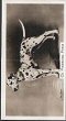 Full Images will open in a new window to return to cigartte cards catalogue close window 