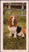 The cigarette cards in the set are: Pug,Pomeranian,Pekingese,King Charles Spaniel,Griffon Bruxellois,Chihuahua,Welsh Corgi,St Bernard,Shetland Sheepdog,Miniature Poodle,Old English Sheepdog,Great Dane,French Bulldog,Dobermann,Dalmatian,Collie(rough),Chow-Chow,Bull Mastiff,Bulldog,Boxer,Alsatian,English Springer Spaniel,Cocker Spaniel,Labrador Retriever,Golden Retriever,Pointer,Irish Setter,English Setter,Whippet,Dachshund(long haired),Dachshund(smooth haired),Borzois,Beagle,Basenji,Afghan Hound,Basset Hound and the following terriers,Airedale,Bedlington,Bull,Cairn,Dandie Dinmont,Fox(smooth haired), Fox(wire haired),Sealyham,Staffordshire Bull,West Highland White,Boston , Yorkshire