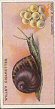 The cigarette cards in the set are: 1 Mealy Bug (Female) 2 Click-Beeetle, Larva (Wire-worm), and Pupa 3 Garden Snail and Eggs 4 Red Spider 5 Lace-wing Fly and Larva 6 Devil's Coach-Horse Beetle 7 Large White Butterfly, Larva, and Pupa 8 Cuckoo Spit Insect and Larva 9 Celery Fly and Larva 10 Cockchafer, Larva, and Pupa 11 Leaf-cutting Bee and Larva 12 Magpie (Currant) Moth, Larva, and Pupa 13 Aphides, or Green-fly 14 Ichneumon Fly and Larv� 15 Hover-Fly and Larv� 16 Lady-birds, Pup�, and Larva 17 Plum Fruit Saw-fly 18 Pear Midge and Larv� 19 Pea Moth and Larv� 20 Vine Louse 21 Garden Spider and Cocoon 22 Codling Moth and Larv� 23 Small Ermine Moth and Nest 24 Earwigs and Eggs 25 Apple Sucker and Larv� 26 Centipedes 27 Snail-Slug 28 Millepedes 29 Crane-fly, Larva, and Pupa 30 Raspberry Bettle and Larv� 31 Rose Chafer and Larva 32 Apple Saw-fly and Larv� 33 Pear and Cherry Saw-fly and Larv� 34 Cherry Aphis (Black-fly) 35 Cabbage Moth, Larva, and Pupa 36 Lackey Moth, Larva, and Nest 37 Winter Moths and Larv� 38 Plum Fruit Moth and Larv� 39 Ants and part of Nest 40 Mussel Scale Insect 41 Wasp, Larva, and Nest 42 Woodlice 43 Woolly Aphis 44 Weevils 45 Slugs and Eggs 46 Thrips 47 Currant Gall Mite 48 Mottled Umber Moth and Larva 49 Vapourer Moths and Larva 50 Tiger Beetle; Ground Beetle and Larva