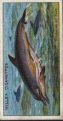 The cigarette cards in the set are : 1 Dolphins at play, a common sight in the Mediterranean 2 The Marine Iguana, the only sea lizard in the world 3 The Elephant Seal, which inflates its trunk like a toy-balloon 4 Yellow-bellied Sea-Snake, a poisonous marine serpent dreaded by fishermen 5 The Sperm Whale, which is sometimes found in British waters 6 A Penguin Diving. A bird which walks and swims, but cannot fly 7 The Blue Angel-Fish, a resplendent inhabitant of coral reefs 8 The Development of the Elver, one of Nature's mysteries which has only recently been solved 9 A Fierasfer; the beautiful tomb of an unwelcome intruder 10 The Red Fire-Fish, an extraordinary inhabitant of tropical seas 11 The Frog-Fish, a grotesque inhabitant of the Sargasso Sea 12 The Sack-throated Whip-Tail, which frequently falls a victim to its own greed 13 The Sail-Fish, which has a fin like a boat's sail 14 The Shark Sucker, which tours the seas as a dead-head passenger 15 The Sun-Fish, one of the most grotesque of fishes 16 The Octopus, the repulsive "Devil-fish" of romance 17 The Crab, "Melia," which carries Sea-Anemones about in its claws 18 The Giant Crab of Japan, which resembles an enormous spider 19 The King Crab, a strange link with the remote past 20 The Skeleton Shrimp, a grotesque creature which lives among sea-weeds 21 The Spiny Spider Crab, which decorates itself with seaweed 22 Development of the Jelly-Fish - 1. A remarkable family history 23 Development of the Jelly-Fish - 2. A remarkable family history - continued 24 A Large Jelly-Fish, with its "nursery" of young Horse-Mackerel 25 The Argonaut, an ocean navigator which sometimes leaves its beautiful vessel 26 The Basket-Fish, a Star-Fish which climbs up coral-branches 27 The Carrier-Shell, with its protecting barricade of shells, coral, etc. 28 A Giant Sea-Anemone, which affords shelter to fishes and crabs 29 A Sea-Slug, which changes colour as its food varies 30 A Sea-Spider, a blind sea-animal 31 A Sea-Squirt, one of the most brightly-luminous of living creatures 32 Thick-spined Sea-Urchin, a well-protected inhabitant of the sea 33 Neptune's Cup Sponge, one of the largest Sponges known 34 The Pearly Nautilus, the beautiful shell of which is often seen in Museums 35 Scallops Swimming, by rapidly opening and closing their valves 36 A Star-Fish opening an Oyster. A "tug-of-war" where the odds are on the Star-fish 37 The Giant Synapta; not a worm, but a member of the Sea-Urchin family 38 The Watering-pot Shell; not a true shell, but an aftergrowth 39 The Great Barrier Reef, Australia. 1,250 miles of coral-skeletons 40 The Mushroom Coral, one of the reef-builders of tropical seas 41 The "Sea-Fan" Coral, the beautiful skeleton of a colony of marine animals 42 Sea-Pens, fern-like colonies of sea-animals 43 Sargassum Weed, the drifting seaweed of the once-dreaded Sargasso Sea 44 A Gigantic Seaweed, probably the tallest plant in the world 45 An Earthquake Wave, one of the greatest perils of the ocean 46 An Iceberg; magnificent but dangerous 47 A Natural Arch; Durdle Door, Dorset 48 Phosphorescence of the Sea; Light without heat 49 St. Elmo's Fire, formerly much dreaded by sailors 50 Waterspouts, a peril to ships in tropical seas