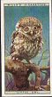 The cigarette cards in the set are : 1 Long-Eared Bats 2 Noctule Bats and Young 3 Teeth of Bat 4 Buzzard Seizing Prey 5 Buzzards and Family 6 Young Buzzards 7 Carrion Crow and Young 8 Young Crow 9 Sparrow-Hawk and Family 10 Sparrow-Hawks 11 Sparrow-Hawk Plucking her Quarry 12 Arrival of the Sparrow-Hawk with Rations 13 Sparrow-Hawk Feeding the Young 14 Early Spring in the Heronry (Herons at Rest) 15 Heron's Nest and Occupants 16 Young Herons at Home (Photograph by Rabbit) 17 Young Herons await the Arrival of their Parent 18 Return of the Parent Heron 19 Arrival of the Parent Heron at the Nest 20 Young Herons Awaiting the Meal 21 The Heron Family - Feeding Time 22 Male Hobby 23 Female Hobby at the Nest 24 Young Hobbies in their Wind-swept Home 25 Jay Feeding Young 26 Male Jay at the Nest 27 Male Kestrel Brooding 28 Young Kestrels 29 Kestrel Plucking its Prey 30 Kestrel with Food for the Family 31 Merlin at Home 32 Merlin with Tail Outspread 33 Little Owl 34 Little Owl - "All Clear?" 35 Long-Eared Owl 36 Long-Eared Owl Brooding 37 Young Long-Eared Owl Displaying 38 Young Long-Eared Owl Leaving Home 39 Tawny Owl Leaving Nesting-Hole 40 Young Tawny Owl 41 Battle in the Tree-tops 42 Rook Elevating her Feathers 43 Food Pouch of Rook 44 Rook and Family 45 Grey Squirrel 46 Red Squirrel 47 Green Woodpecker 48 Greater Spotted Woodpecker at Nesting-Hole 49 Greater Spotted Woodpecker Feeding Young 50 Observation Post