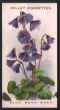 The cigarette cards in the set are; 1  Morisia Hypogaea, 2  Alpine Catchfly, 3  Alpoine Pink,4  Wall Erinus,5  Fleabane, 6  Yellow Alyssum, 7  Blue Moon-Wort 8  Rock-Cress 9  Alpine Wall-Flower 10 Wall Harebell , 11 Alpine Poppy, 12 Gentianella, 