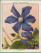 Full Images of the cigarette cards  will open in a new window to return to catalogue close window 