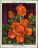 Full Images of the cigarette cards  will open in a new window to return to catalogue close window 