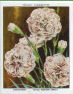 Antirrhinum,Aquilegia,Aster,Calendula,Carnation,Cheiranthus,Clarkia,Cornflower,Daffodil,Dahlia,Delphinium,Dianthus,Eschscholtzia,Foxglove,Gladiolus,Godetia,Hollyhock,Hyacinth,Iceland Poppy,Iris,Larkspur,Lavatera,Lily,Lupin,Meconopsis,Mignonette,Nasturtium, ,Pansy,Phlox,Rose,Rudbeckia,Statice,Sunflower,Sweet Pea,Sweet William,Ten-Week Stock,Tulipa Fosteriana,Ursinia,Viscaria,Zinnia